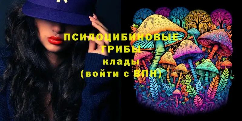 mega как войти  Кировск  Псилоцибиновые грибы Psilocybe 